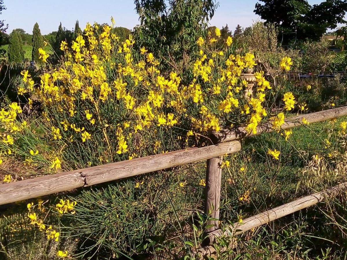 B&B La Gallinella Rossa Baschi Bagian luar foto