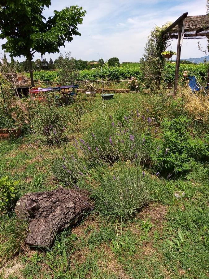 B&B La Gallinella Rossa Baschi Bagian luar foto